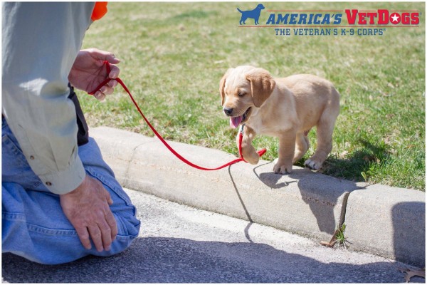 America's Vet Dogs - Puppy Friday