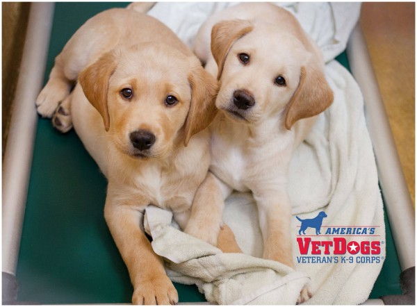 America's Vet Dogs - Puppy Friday