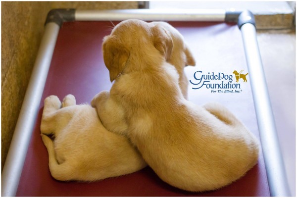 Guide Dog Foundation for the Blind - Puppy Friday