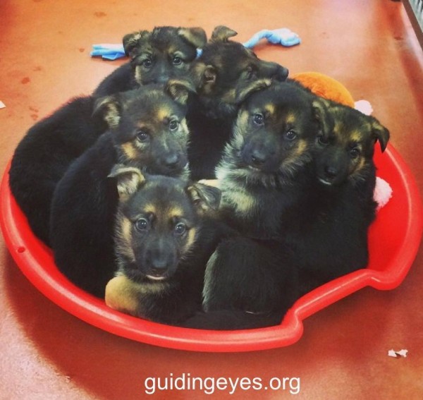Guiding Eyes for the Blind - Puppy Friday