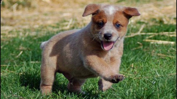 Australian Working Dog Rescue - Puppy Friday